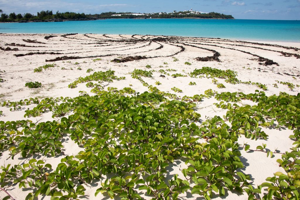 A wide view of a Bermuda beach with the sea beyond.
