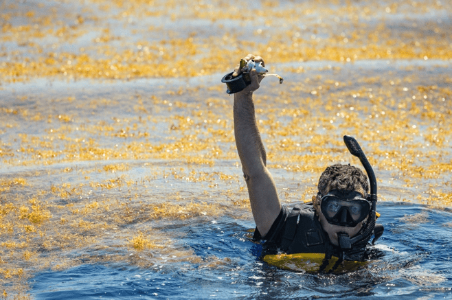 Fragments of plastic caught among floating sargassum weed.