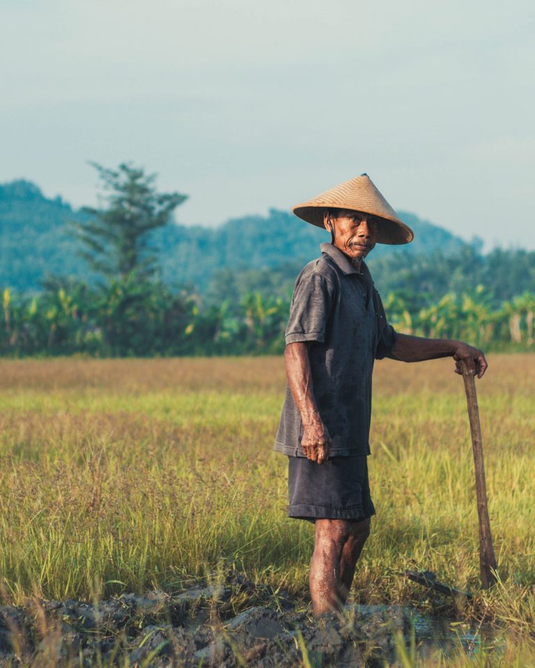 RICE, Man in Field-sebastian-staines-5.14.19-unsplash-ROI MAY19