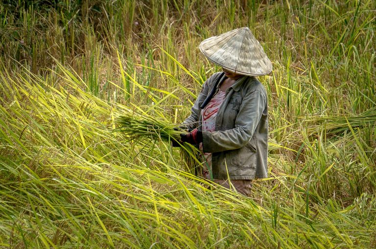 field outside Hanoi