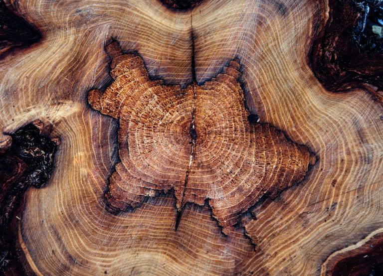 tree rings